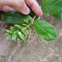 Combretum constrictum (Benth.) M.A.Lawson