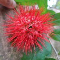 Combretum constrictum (Benth.) M.A.Lawson