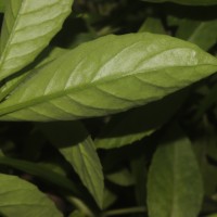 Gynura procumbens (Lour.) Merr.