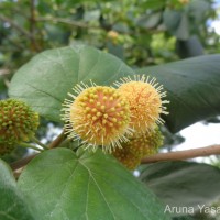 Adina cordifolia (Roxb.) Brandis