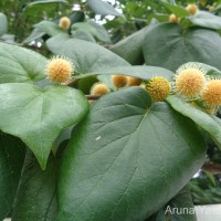 Adina cordifolia (Roxb.) Brandis