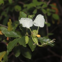 Cadaba trifoliata Wight & Arn.