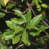 Cadaba trifoliata Wight & Arn.