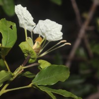 Cadaba trifoliata Wight & Arn.