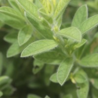 Crotalaria lunulata B.Heyne ex Wight & Arn.