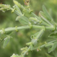 Crotalaria lunulata B.Heyne ex Wight & Arn.