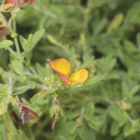 Crotalaria lunulata B.Heyne ex Wight & Arn.