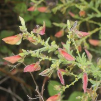 Crotalaria lunulata B.Heyne ex Wight & Arn.