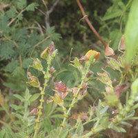 Crotalaria lunulata B.Heyne ex Wight & Arn.