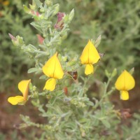 Crotalaria lunulata B.Heyne ex Wight & Arn.