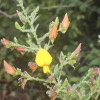 Crotalaria lunulata B.Heyne ex Wight & Arn.