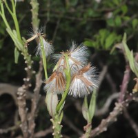 Kleinia grandiflora (Wall. ex DC.) N.Rani