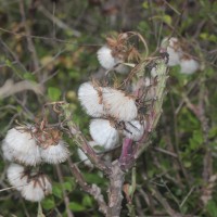 Kleinia grandiflora (Wall. ex DC.) N.Rani