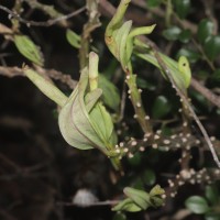 Kleinia grandiflora (Wall. ex DC.) N.Rani