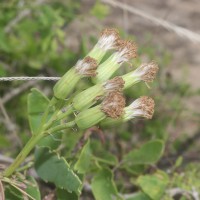 Kleinia grandiflora (Wall. ex DC.) N.Rani