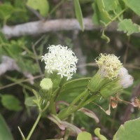 Kleinia grandiflora (Wall. ex DC.) N.Rani