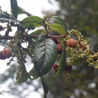 Meliosma simplicifolia subsp. pungens (Wall. ex Wight & Arn.) Beusekom