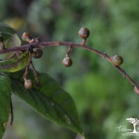 Meliosma simplicifolia subsp. pungens (Wall. ex Wight & Arn.) Beusekom