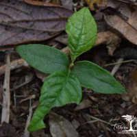 Meliosma simplicifolia subsp. pungens (Wall. ex Wight & Arn.) Beusekom