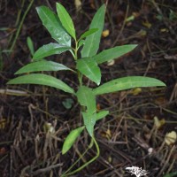 Acanthus ilicifolius L.