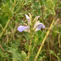 Acanthus ilicifolius L.