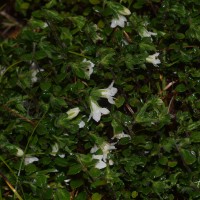 Strobilanthes arnottiana Nees