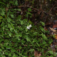 Strobilanthes arnottiana Nees