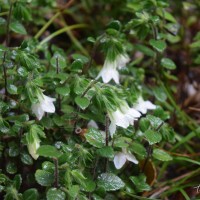 Strobilanthes arnottiana Nees