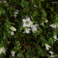 Strobilanthes arnottiana Nees