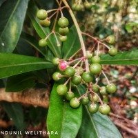 Ardisia rothii A.DC.