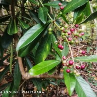 Ardisia rothii A.DC.