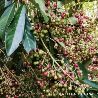 Ardisia rothii A.DC.