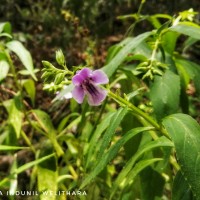 Artanema longifolium (L.) Vatke