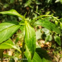 Artanema longifolium (L.) Vatke