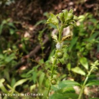 Artanema longifolium (L.) Vatke