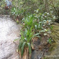 Eriocaulon catopsioides S.M.Phillips