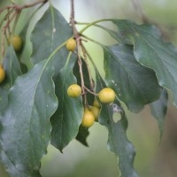 Pittosporum ferrugineum W.T.Aiton