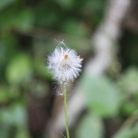 Crassocephalum crepidioides (Benth.) S.Moore