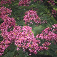 <i>Cassia grandis</i>  L.f.