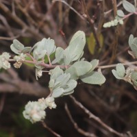 Atriplex repens Roth