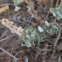 Atriplex repens Roth