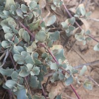 Atriplex repens Roth