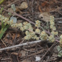 Atriplex repens Roth