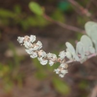 <i>Atriplex repens</i>  Roth