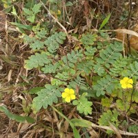 Tribulus terrestris L.