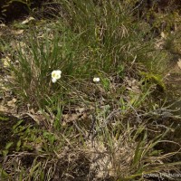 Anaphalis brevifolia DC.