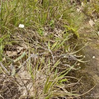 Anaphalis brevifolia DC.