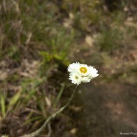 Anaphalis brevifolia DC.