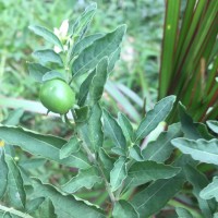 Solanum pseudocapsicum L.