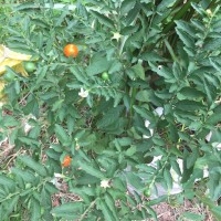 Solanum pseudocapsicum L.